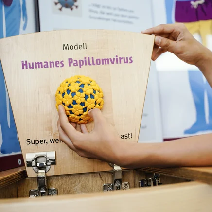 Kind hält ein Modell eines HP-Virus in die Kamera.